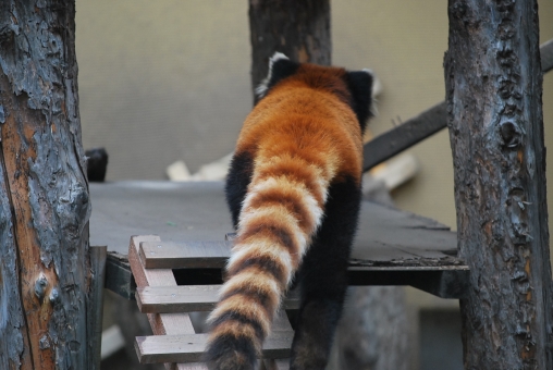 旭山動物園の駐車場 トイレ案内とフリーwi Fiスポットなどお役立ち情報